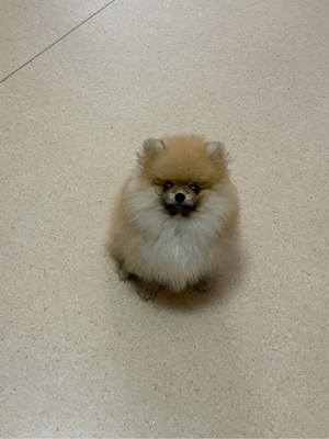 Zwergspitz Pomeranian Welpe