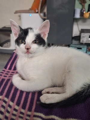 süße Katzenkinder suchen 