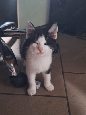 wunderschöne Katzenbabys 