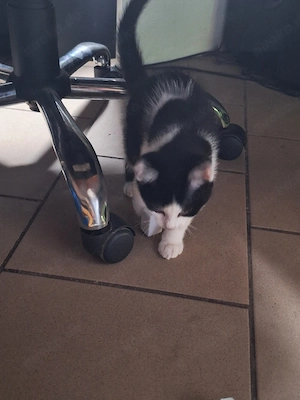 wunderschöne Katzenbabys 