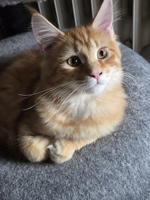 Nala sucht ein zuhause