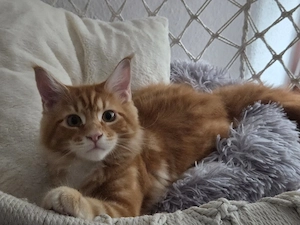 Simba sucht ein zuhause 