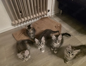 Maine-Coon-Kitten suchen ein liebevolles Zuhause   