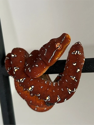 Morelia Viridis (Baumpython) Aru Biak Nachzuchten 