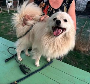 Toto m  1,5 J sucht power frauchen  herrchen
