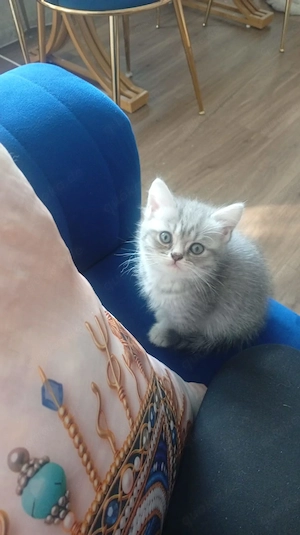 Bkh kätzchen suchen neues zuhause