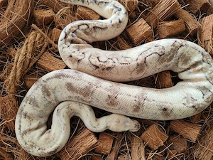 Königspython 0.1 Champagne Pastel Enchi