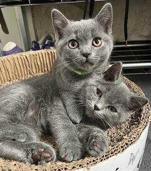 2 Katzenbabys suchen Familie