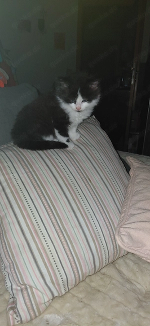 Halbperser Katzenbaby