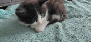 Halbperser Katzenbaby