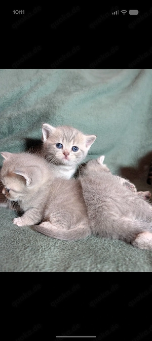 Die letzen zwei BKH Kitten suchen einen schönes Zuhause 