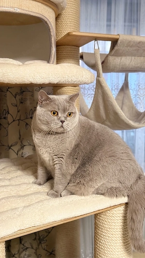 BKH Katze mit Stammbaum