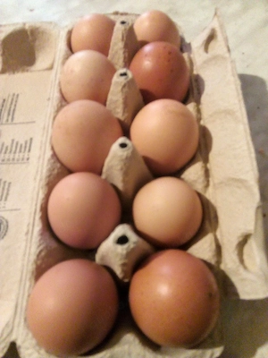 Frische Eier 