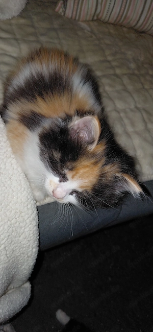Halbperser Katzenbaby 