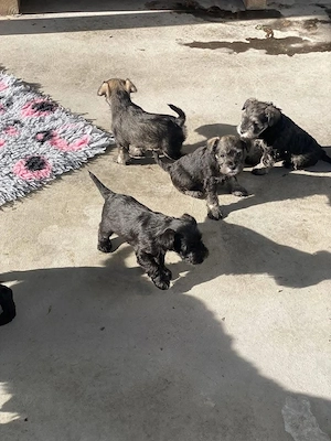 Schnauzer Puppies For Sale 