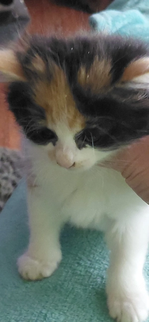 Halbperser Katzenbaby 