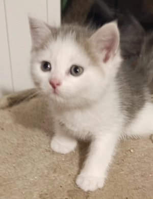 zuckersüße Kitten 