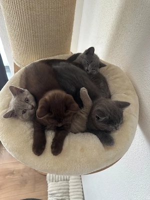 bkh kitten Abgabe bereit 13 wochen alt