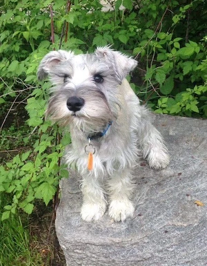 Cute Schnuazer Puppies 