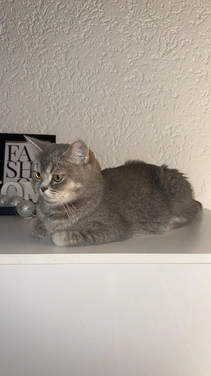 BKH Katze abzugeben