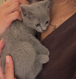 Bkh Britisch Kurz Haar Blue 