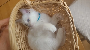 Lilac Point bildhübsche reinrassige Birma Kitten 