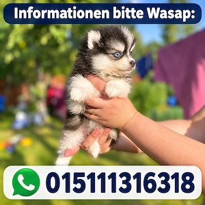 Zwei bezaubernde Pomsky suchen ihr liebevolles Zuhause   