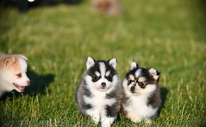 Pomsky Welpen Reinrassig