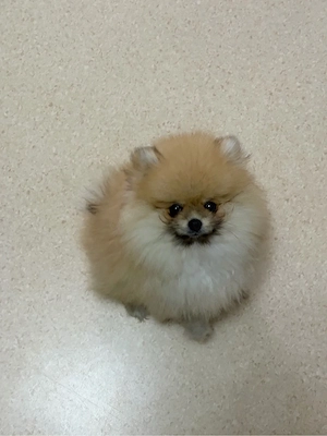 Zwergspitz Pomeranian Welpe