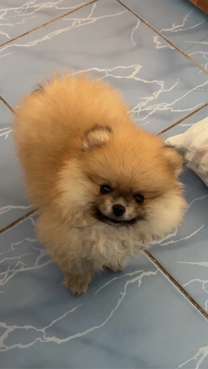 Pomeranian Baby Männlich