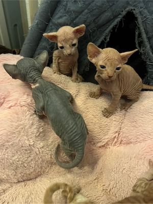 Canadian Sphynx Babys royal mit Tasthaare!
