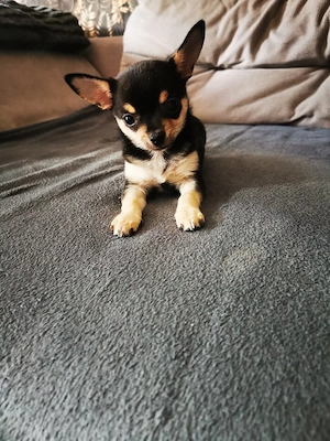 Chihuahua Hündin Black and tan 
