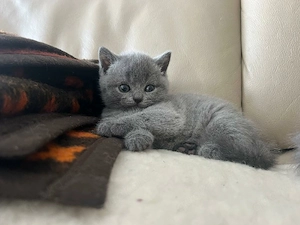 Britische Kurzhaarige Kitten 22.08 geboren 