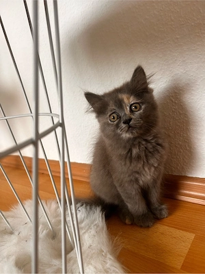 Kitten zu verkaufen 