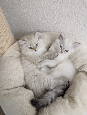 Point kitten BLH BKH suchen ein Zuhause 