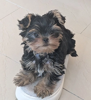 Yorkshire Terrier Babys 