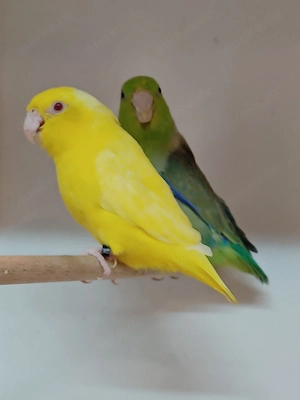 Blaugenicksperlingspapageien
