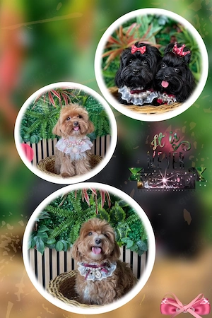 Maltipoo Welpen