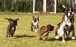 Boxerwelpen