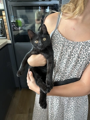 Kitten Junge abgabebereit sofort BKH BLH schwarz 