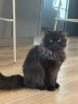 BLH Katze weiblich schwarz 