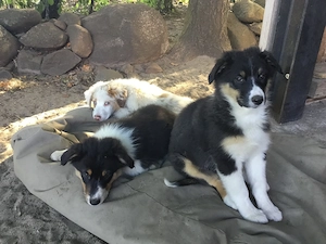 Australian Shepherd Blue Merle Harlekin Color