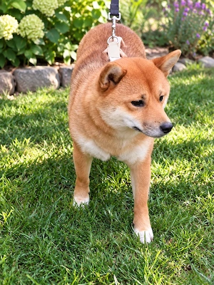  Shiba Inu Rüde & Hündin suchen ein liebevolles Zuhause 