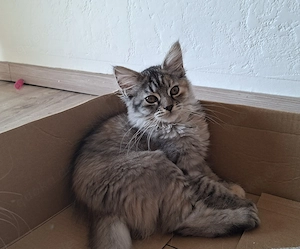 Maine Coon Traum Feyra: Perfekte Familienkatze sucht Kuschelplatz (seltene Farben & Odd Eyes)