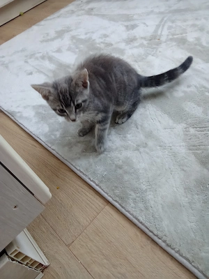 10 Wochen alte Katzen babys