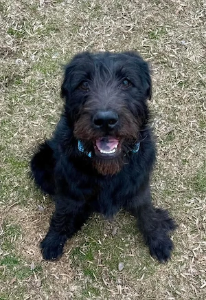Schnuazer Puppies for sale
