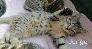 Katze, Kätzchen, Babykätzchen 