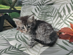 Zauberhafte Sissi Cashmere Bengal x Mainecoon 