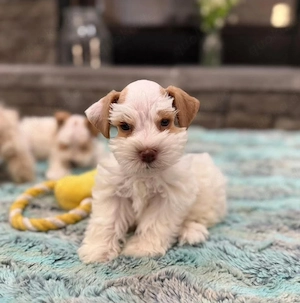 Schnauzer Puppies For Sale 