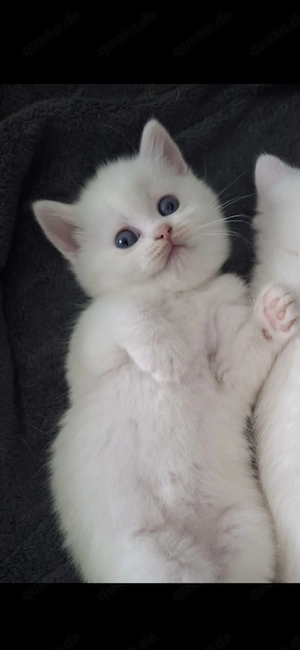 Odd-Eyed reinrassige BKH Kitte ab sofort abzugeben